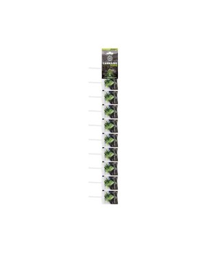 Sucette CBD white widow | MULTITRANCE