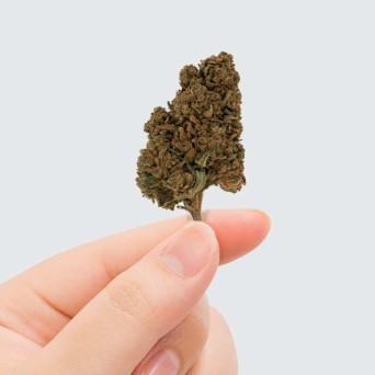 Fleur de CBD - EUPHORIA