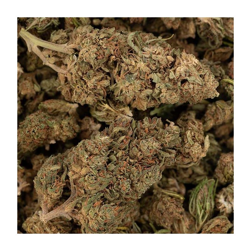 Fleur de CBD - AMNESIA HAZE