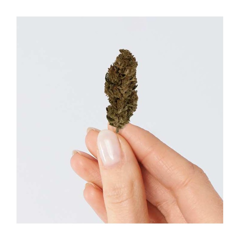 Fleur de CBD - LEMON HAZE
