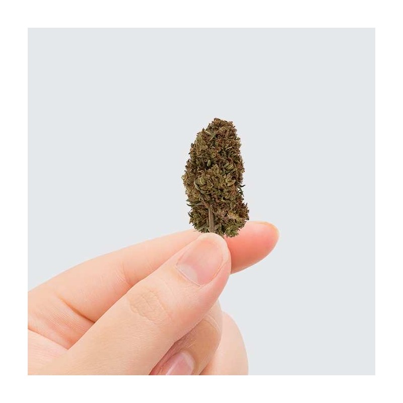 Fleur de CBD - PINK LADY KUSH