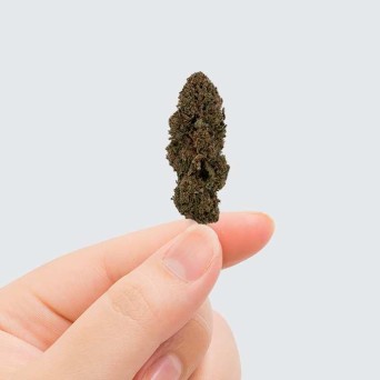 Cbd-Gardens | Fleurs de CBD