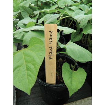 Halos de Plantes (Ensemble de 3) Rouge