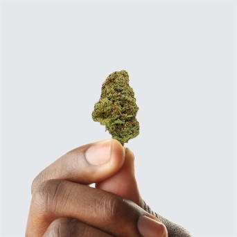 Cbd-Gardens | Fleurs de CBD