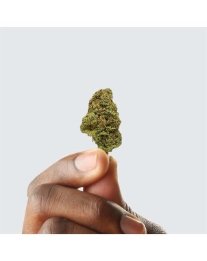 Fleur de CBD - OG DIAMOND