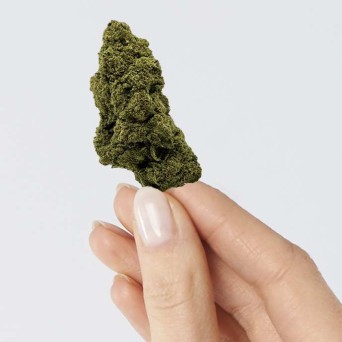 Cbd-Gardens | Fleurs de CBD