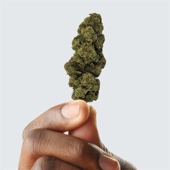 Fleur de CBD - EUPHORIA