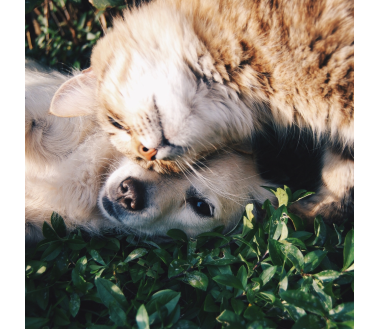 Huile CBD animaux 3% saumon | NOVALOA