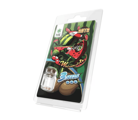 3 Graines Watermelon AUTO | Plant of Life
