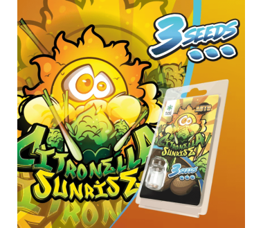 3 Graines Citronella Sunrise AUTO | Plant of Life