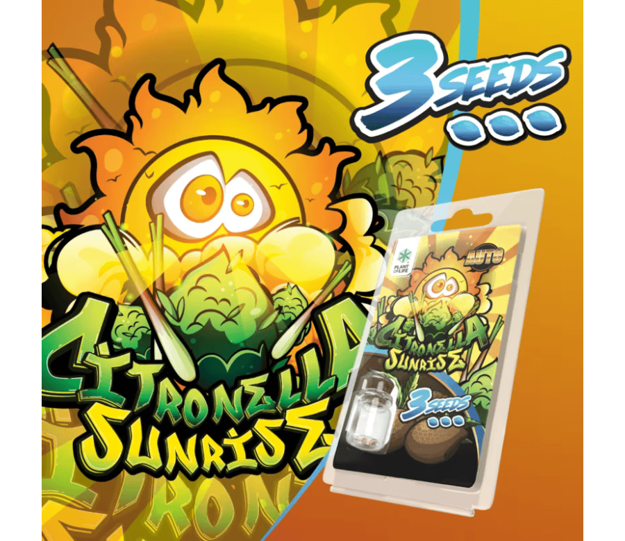 3 Graines Citronella Sunrise AUTO | Plant of Life