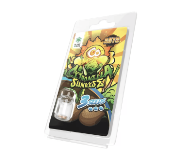 3 Graines Citronella Sunrise AUTO | Plant of Life