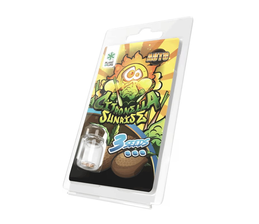 3 Graines Citronella Sunrise AUTO | Plant of Life