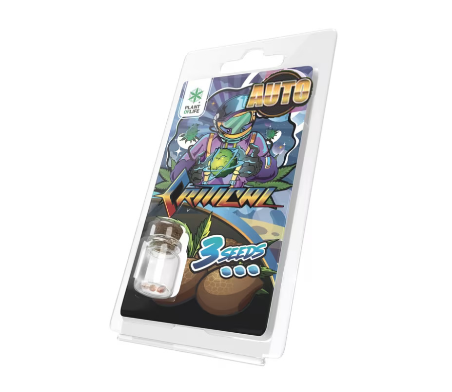 3 Graines Critical AUTO | Plant of Life 3 Graines Critical AUTO | Plant of Life