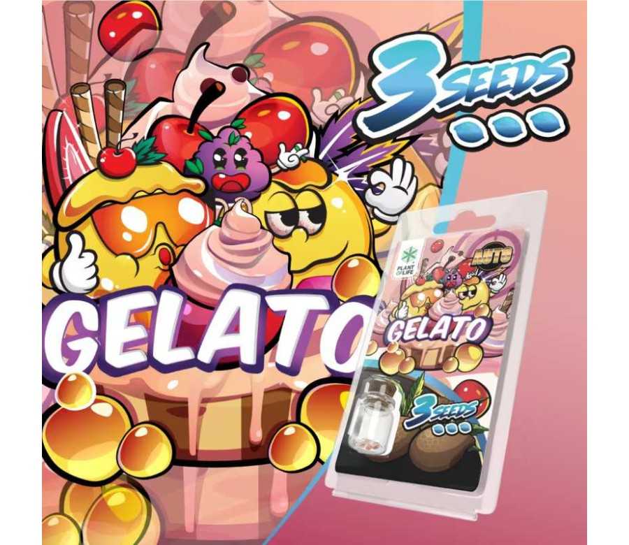 3 Graines Gelato AUTO | Plant of Life