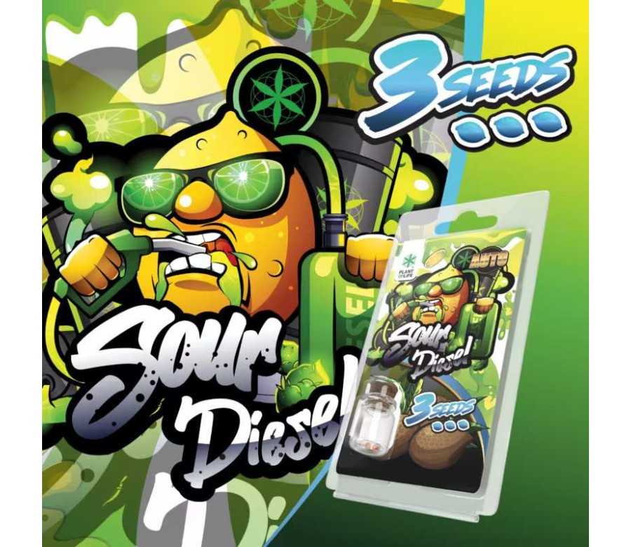 3 Graines Sour Diesel AUTO | Plant of Life