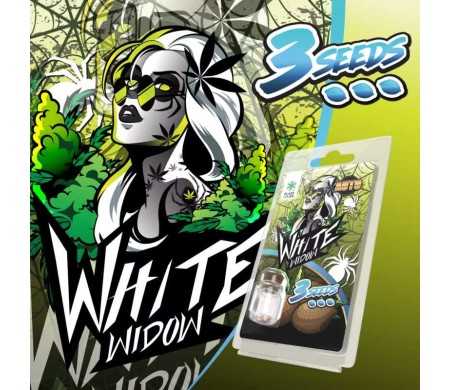 3 Graines White Widow AUTO | Plant of Life