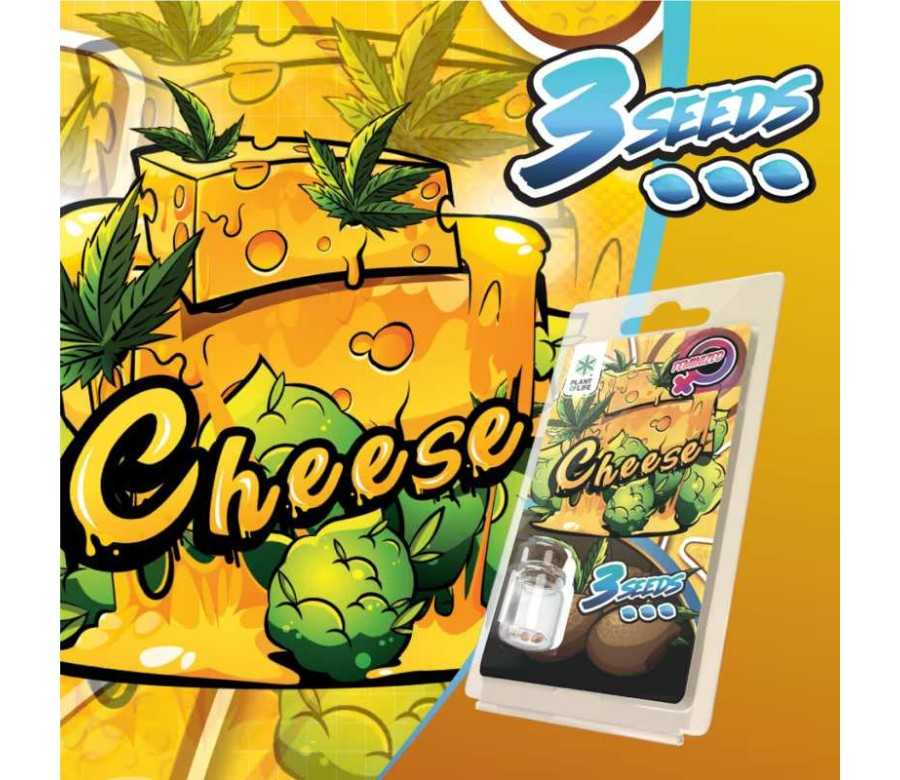 3 Graines Cheese FÉMINISÉE | Plant of Life