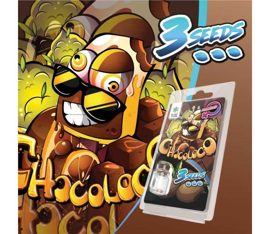 3 Graines Chocoloco FÉMINISÉE | Plant of Life