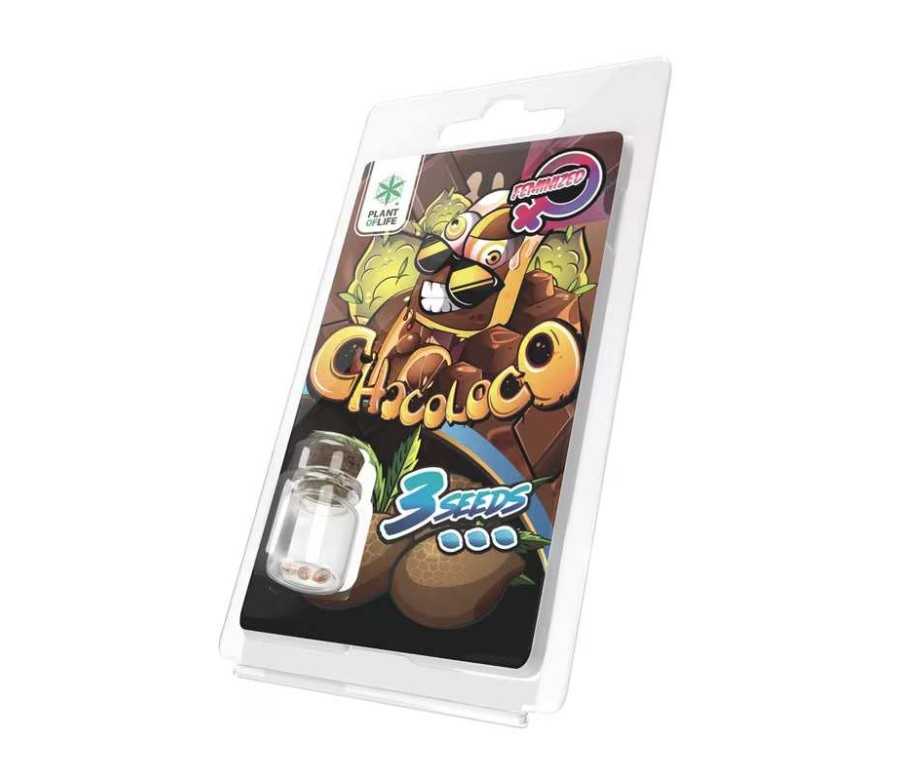 3 Graines Chocoloco FÉMINISÉE | Plant of Life