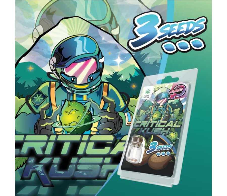 3 Graines Critical Kush FÉMINISÉE | Plant of Life