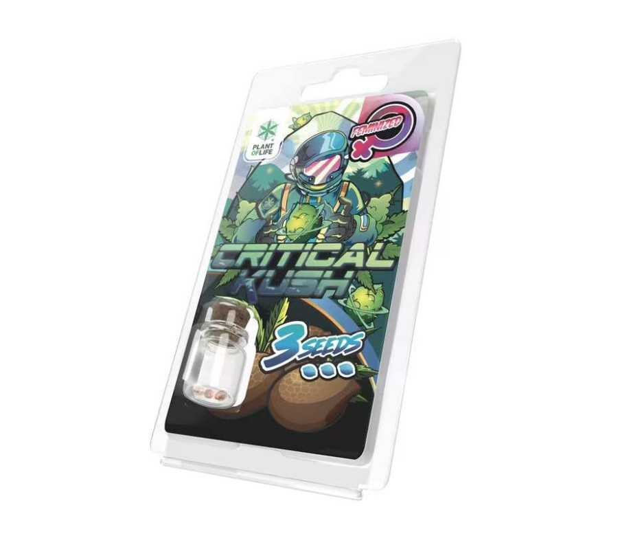 3 Graines Critical Kush FÉMINISÉE | Plant of Life