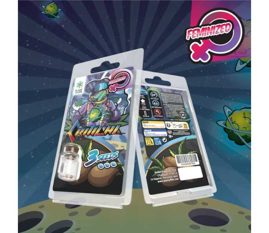 3 Graines Critical FÉMINISÉE | Plant of Life