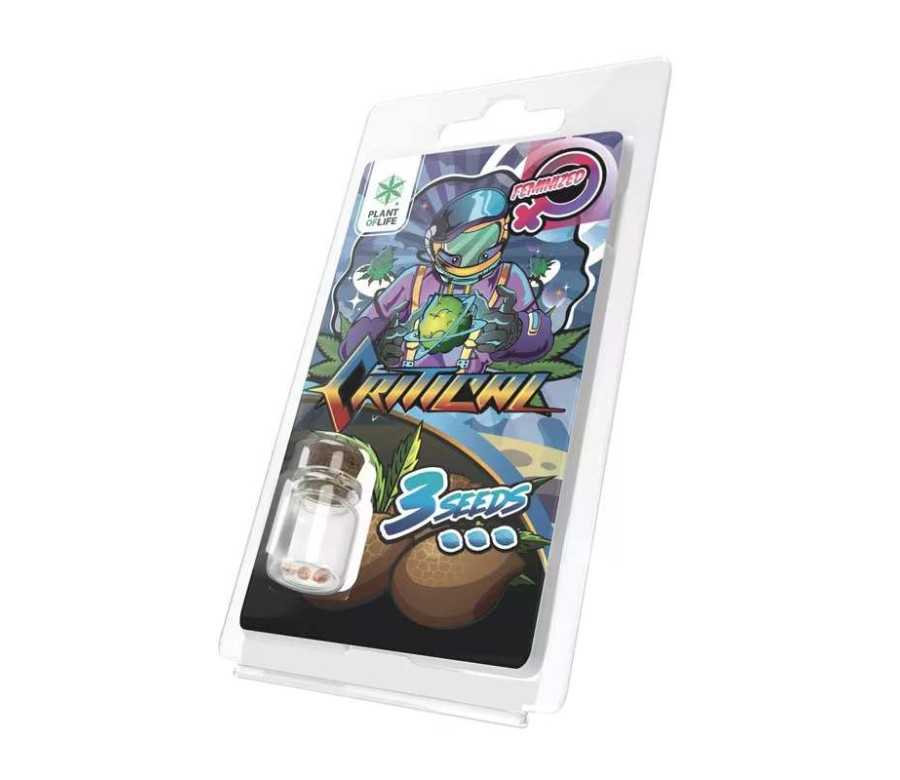 3 Graines Critical FÉMINISÉE | Plant of Life