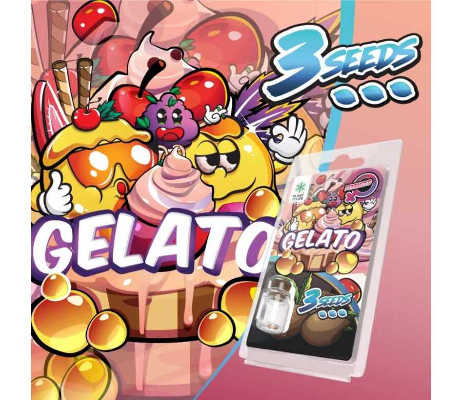 3 Graines Gelato FÉMINISÉE | Plant of Life
