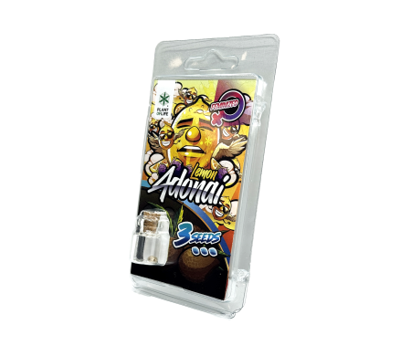 3 Graines Lemon Adonai FÉMINISÉE | Plant of Life