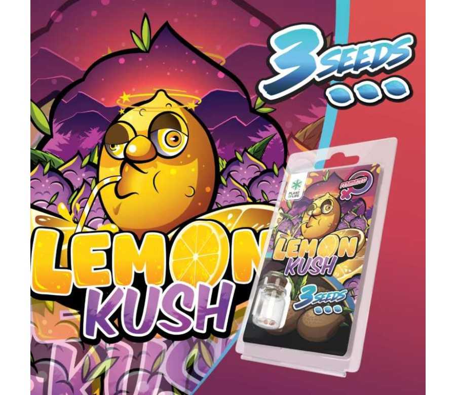 3 Graines Lemon Kush FÉMINISÉE | Plant of Life