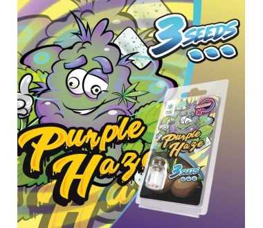 3 Graines Purple Haze FÉMINISÉE | Plant of Life