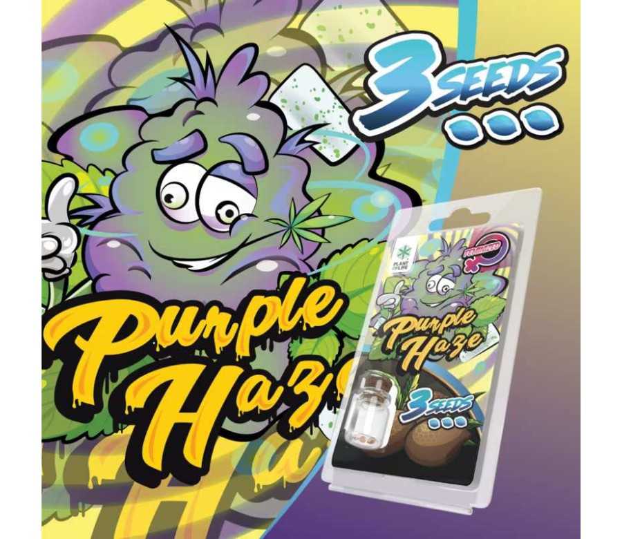 3 Graines Purple Haze FÉMINISÉE | Plant of Life 3 Graines Purple Haze FÉMINISÉE | Plant of Life