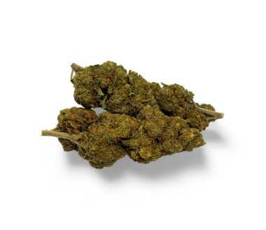 Cbd-Gardens | Accueil