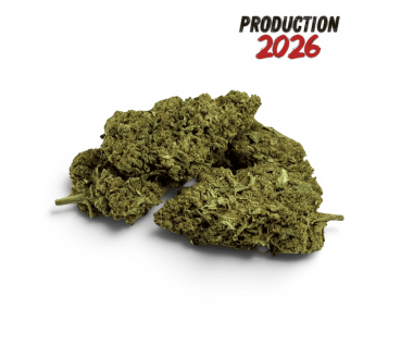 Fleur de CBD Super Silver Haze Indoor