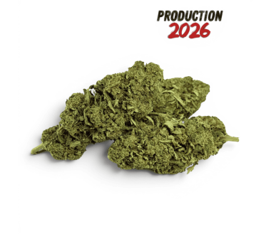 Fleur de CBD Super Skunk Indoor