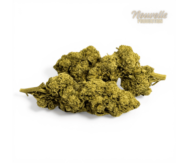 Fleur Tropical Haze 2.0 CBDX (CBD Xtrem) NL-1 12,5% Indoor
