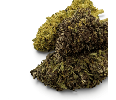 Fleur Purple Haze CBDX (CBD Xtrem) Indoor 20%