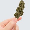 Fleur de CBD - EUPHORIA